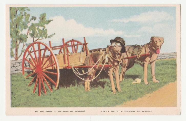 Hondenkarren.  Blinde hond.  Bedevaarten.  Canada., Verzamelen, Ansichtkaarten | Themakaarten, Ongelopen, 1920 tot 1940, Overige thema's