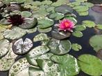Waterlelies, roze, wit of rood, Ophalen of Verzenden, Nieuw