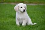 Golden Retriever pup te koop (teefje) - Ouders aanwezig, CDV (hondenziekte), Meerdere, Golden retriever, Teef