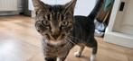 Een prachtige Cyperse kater van SEP 2024 gratis ophalen, Kater