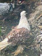 Sierduiven, Dieren en Toebehoren, Pluimvee, Meerdere dieren, Kip