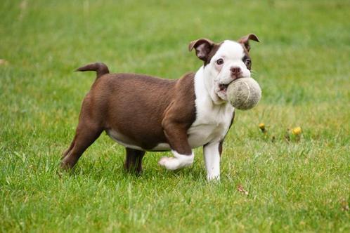 Boston Terriër pups te koop (bruin-wit), Dieren en Toebehoren, Honden | Jack Russells en Terriërs, Meerdere dieren, Overige rassen