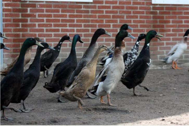 De vrolijke loopeenden van het Polderhuuske, Dieren en Toebehoren, Pluimvee, Eend, Meerdere dieren