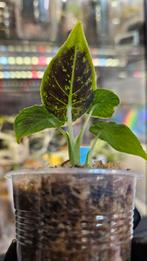 Alocasia Antoro Velvet Variegata, Ophalen of Verzenden