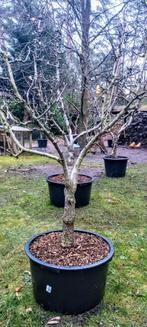 Perenboom Conference, Ophalen, Volle zon, Overige soorten