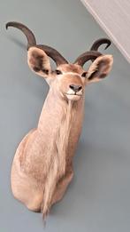 Imposante, professioneel opgezette Kudu, Ophalen, Zo goed als nieuw, Opgezet dier