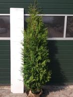 thuja brabant 2 halen 1.5 betalen, Tuin en Terras, Ophalen of Verzenden, Conifeer, 100 tot 250 cm