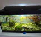 Compleet aquarium met vissen en toebehoor, Ophalen, Gevuld zoetwateraquarium