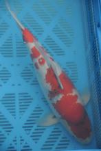 Jumbo koi aangeboden, Dieren en Toebehoren, Vissen | Vijvervissen, Karper of Koi