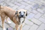 Klein medium pup teefje 4 maanden, Particulier, Rabiës (hondsdolheid), 15 weken tot 1 jaar, Buitenland