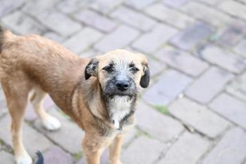 Klein medium pup teefje 4 maanden beschikbaar voor biedingen