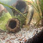 Chinese algeeter, Dieren en Toebehoren, Vis