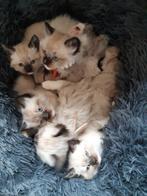 Ragdoll kitten  meisje gereserveerd, Dieren en Toebehoren, Meerdere dieren, Ingeënt