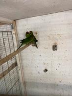 Kakariki, Dieren en Toebehoren, Meerdere dieren, Parkiet