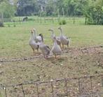 Boeren ganzen te koop, Dieren en Toebehoren, Vogels | Overige Vogels, Meerdere dieren, Roofvogel