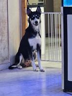Husky teefje zoekt forever home, Dieren en Toebehoren, Honden | Poolhonden, Keeshonden en Oertypen, Teef, Poolhond, Eén hond, 3 tot 5 jaar