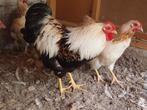 Gezocht wyandotte haan zalm kleur, Dieren en Toebehoren, Mannelijk, Kip