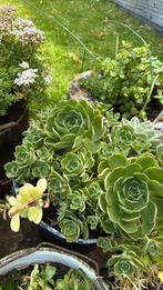 Echeveria haworthii - vetplant., Tuin en Terras, Planten | Tuinplanten, Ophalen of Verzenden, Zomer, Volle zon