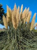 Pluimen pampasgras, Ophalen, Nieuw