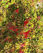 Fuchsia, Ophalen, Overige soorten, Minder dan 100 cm