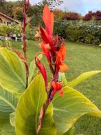 canna edulis knol rhizoom 5 voor 10 euro, Tuin en Terras, Bloembollen en Zaden, Ophalen of Verzenden, Volle zon, Knol