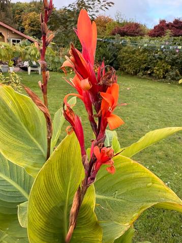 canna edulis knol rhizoom 5 voor 10 euro beschikbaar voor biedingen