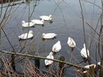 Te koop witte kwakers per stel, Dieren en Toebehoren, Pluimvee, Eend