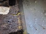 Salamandra salamandra terrestris 0.0.1, Dieren en Toebehoren, Reptielen en Amfibieën, Amfibie, 0 tot 2 jaar