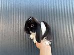 Lieve gecastreerdre Minilop/Hangoordwerg rammen, Dieren en Toebehoren, Meerdere dieren, Dwerg, 0 tot 2 jaar