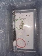 Camponotus sylvaticus 1q 70-120w | mieren ants mierenkolonie, Dieren en Toebehoren, Insecten en Spinnen, Mieren