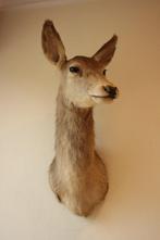 Taxidermie opgezette hinde hert, Ophalen, Gebruikt, Hert, Opgezet dier