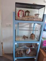 Terrarium flat, Dieren en Toebehoren, Knaagdieren en Konijnen | Hokken en Kooien, Ophalen, Gebruikt, Hok, 90 cm of meer