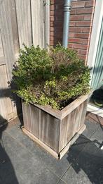 Gratis twee hard hardhouten buxus, Ophalen, Zo goed als nieuw, Hout