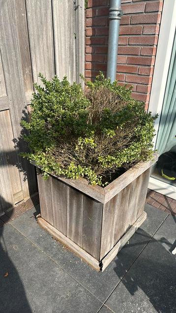 Gratis twee hard hardhouten buxus beschikbaar voor biedingen