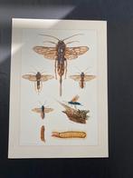 8 prenten insekten 19x27 cm samen 16 euro mieren en wespen, Antiek en Kunst, Antiek | Schoolplaten, Ophalen of Verzenden, Natuur en Biologie