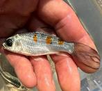 Baby butterfly kois, Dieren en Toebehoren, Vissen | Vijvervissen, Karper of Koi