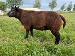 Blauwe texelaar ramlam, dekram, Dieren en Toebehoren, Schapen, Geiten en Varkens, Mannelijk, Schaap, 0 tot 2 jaar