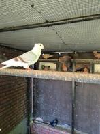 Oud hollandse meeuw, Mannelijk, Kropper