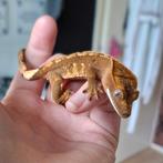 Leuke harlequin pos vrouw(0.1) wimpergekko/crested gecko, Dieren en Toebehoren, Hagedis, 0 tot 2 jaar