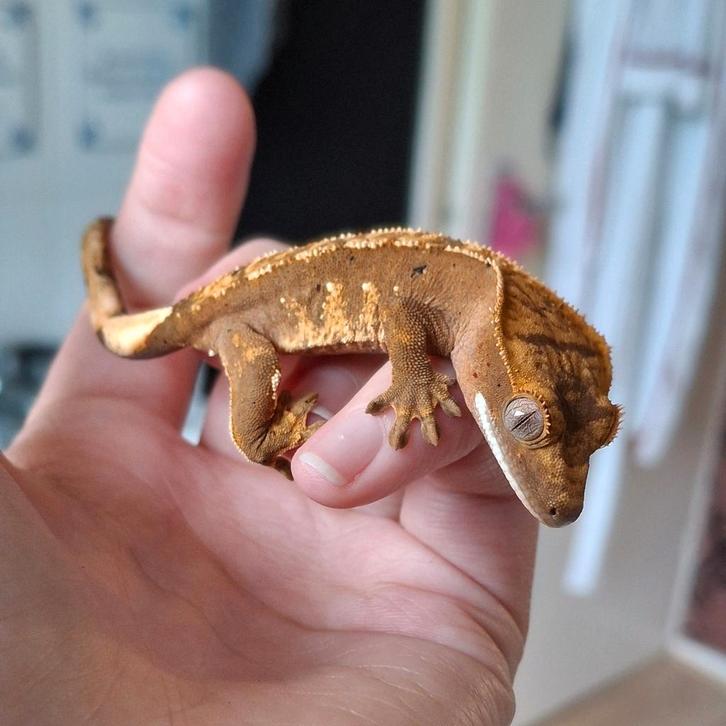 Leuke harlequin pos vrouw(0.1) wimpergekko/crested gecko, Dieren en Toebehoren, Reptielen en Amfibieën, Hagedis, 0 tot 2 jaar