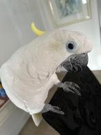 Grote Triton kaketoe, mannetje van 5jaar, Dieren en Toebehoren, Vogels | Overige Vogels, Mannelijk, Geringd