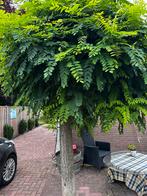 Bolacacia Boom, Tuin en Terras, Planten | Bomen, Bloeit niet, Ophalen of Verzenden, 100 tot 250 cm, Volle zon