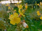 Middelste teunisbloem, Volle zon, Tweejarig, Zomer, Ophalen