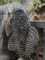 L260 Hypancistrus (Queen Arabesque) – 3 jaar oud, Dieren en Toebehoren, Vis, Zoetwatervis
