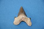 Haaientand Otodus obliquus, Verzamelen, Ophalen of Verzenden, Fossiel