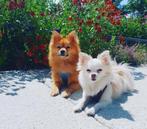 Pomeriaan en chihuahua zoeken nieuw thuis, Dieren en Toebehoren, Honden | Chihuahua's en Gezelschapshonden, 6 jaar of ouder, Overige rassen