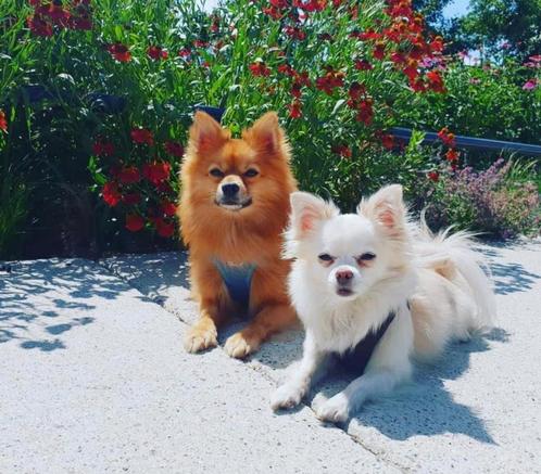 Pomeriaan en chihuahua zoeken nieuw thuis, Dieren en Toebehoren, Honden | Chihuahua's en Gezelschapshonden, Meerdere dieren, Overige rassen