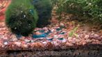 Blue Dream Garnalen (Neocaridina heteropoda), Dieren en Toebehoren, Vissen | Aquariumvissen, Kreeft, Krab of Garnaal