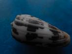 Schelpen: Conus striatus L. f++g gem- 73mm m/o, Verzamelen, Verzenden, Schelp(en)
