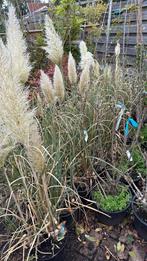Pampus gras twee soorten grote pot ruim prijs 7,95 pst, Ophalen, Vaste plant, Siergrassen, Volledige schaduw